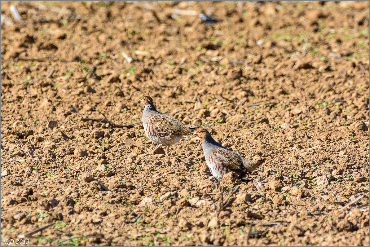 D72_8188.jpg