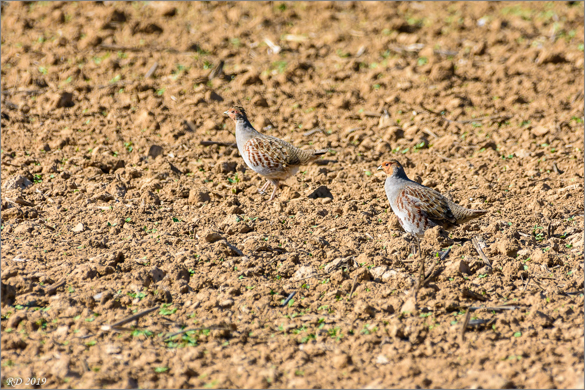 D72_8191.jpg