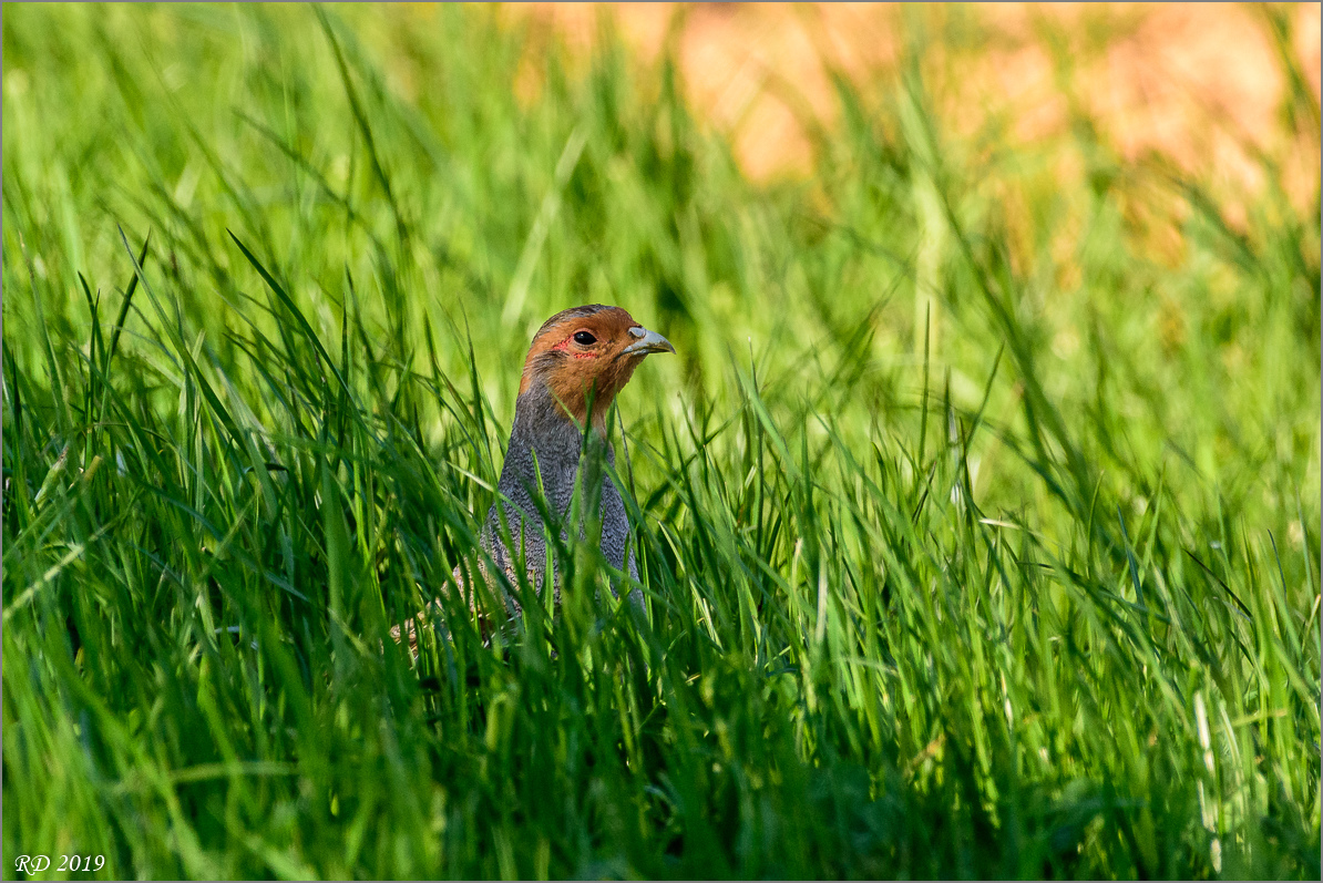D72_8216.jpg