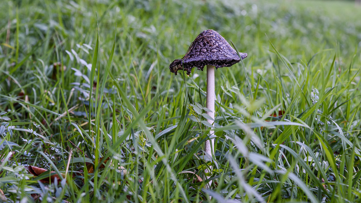 D75 1207x