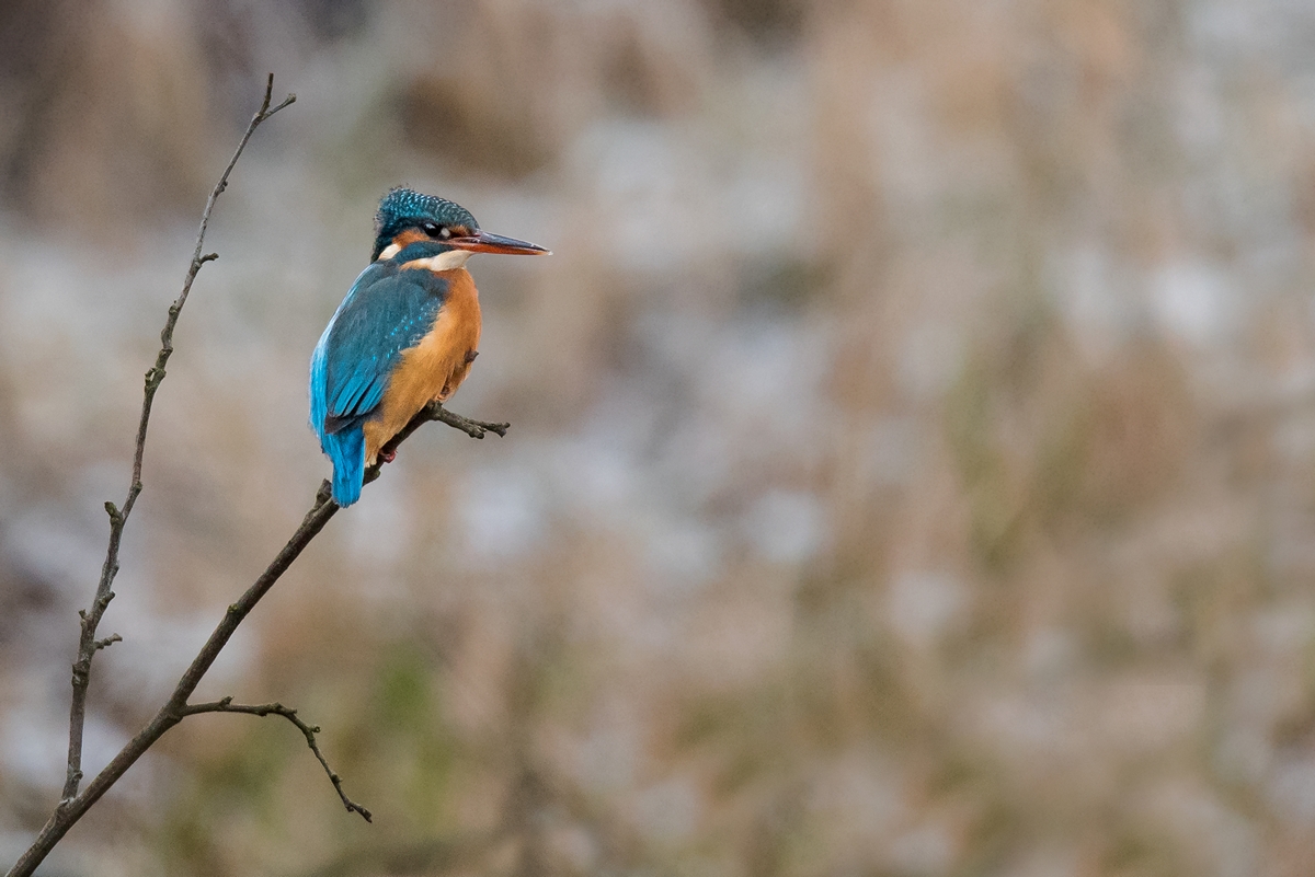 D75 1304 Frau Eisvogel hält Ausschau IA 2 2026