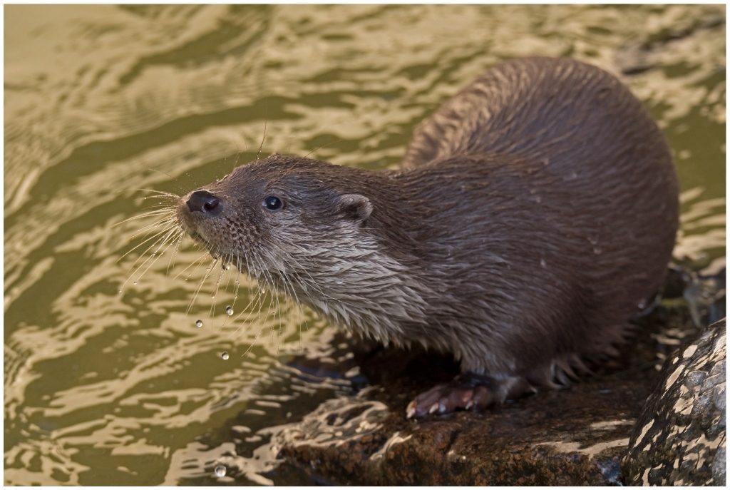D75 2079 Otter I 2 2016