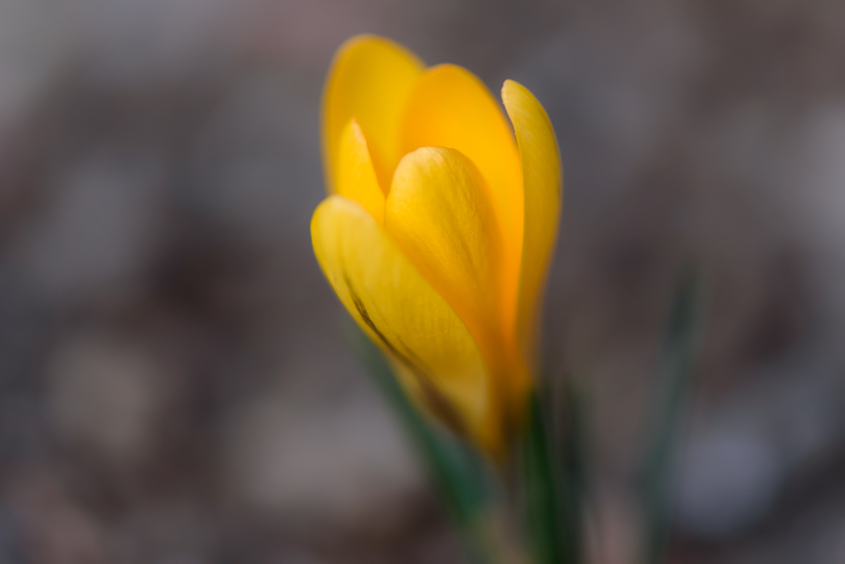 D75 5503x
