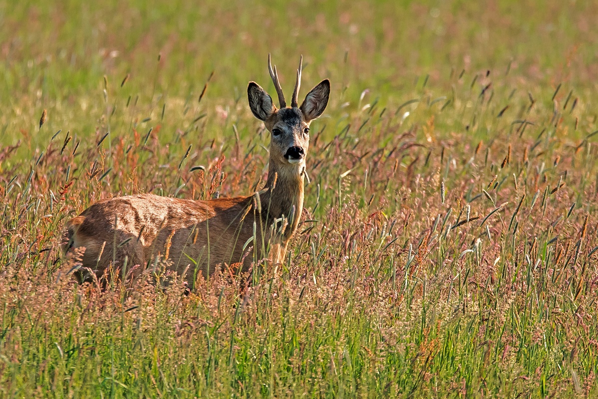 D75 5712 Rehbock im Sommergras 6 2016