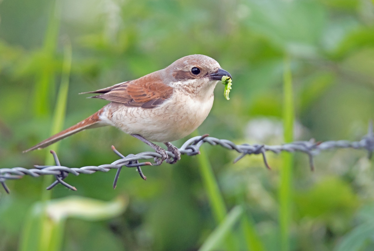 D75 6158 Frau Neuntöter mit Raupe 6 2016