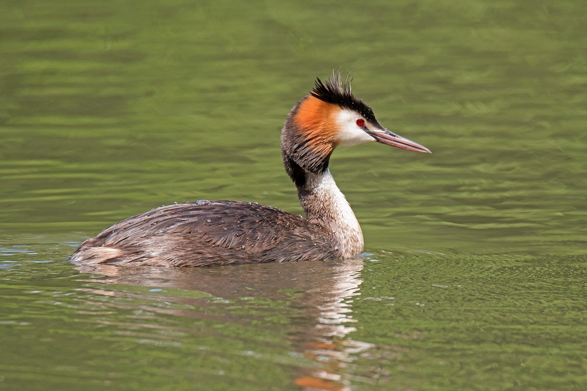 D75 6714 Haubi mit Wasserperlen 7 2016
