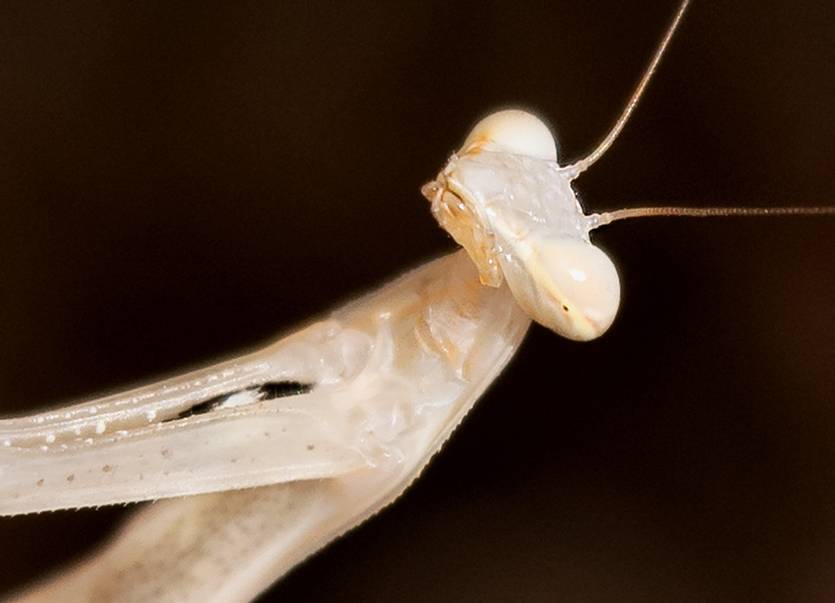 D75 8665 helle Mantis Ausschnitt 1200  Kreta 6 2018