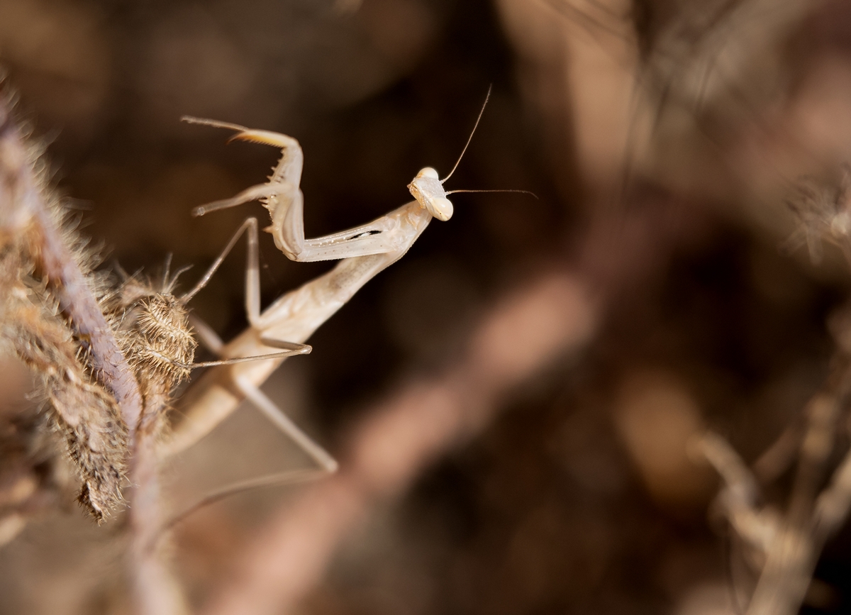 D75 8665 helle Mantis IA Kreta 6 2018