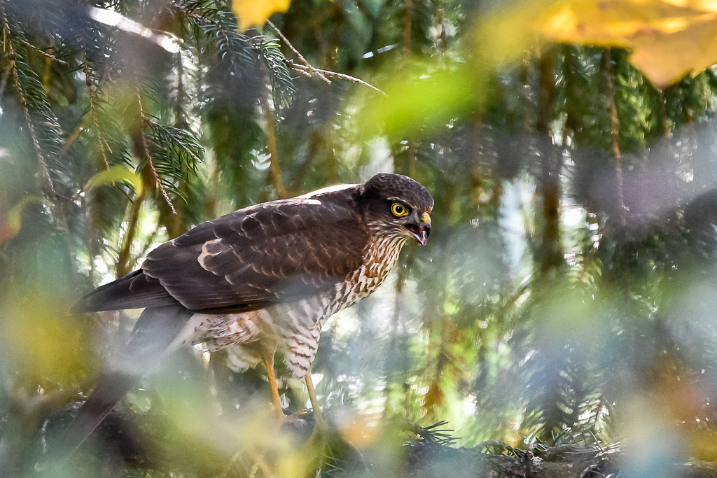 D750 tamron150600 ISO10000 600mm f6.3 DSC 0492