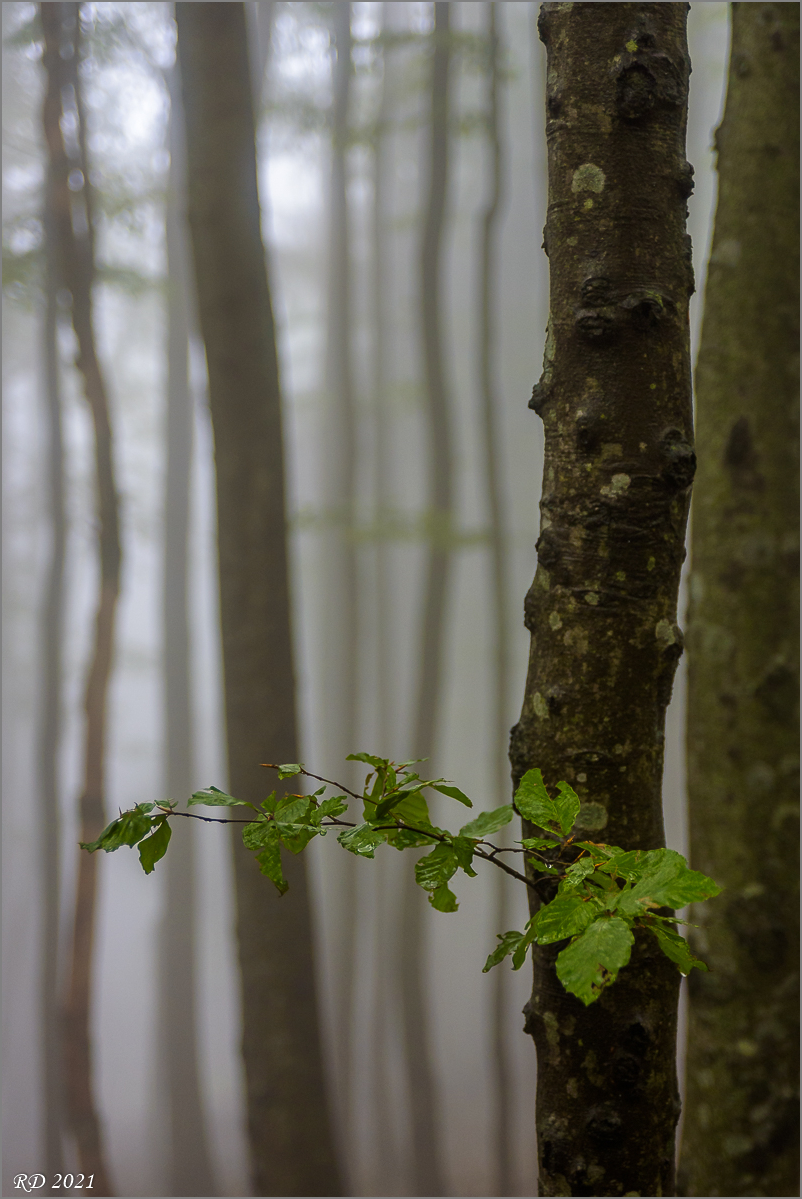 D75_0157.jpg