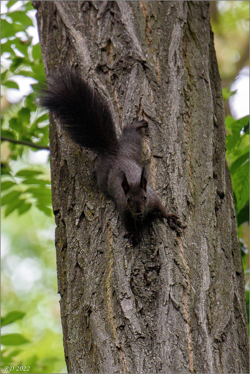 D75_0926-Verbessert-Bearbeitet.jpg