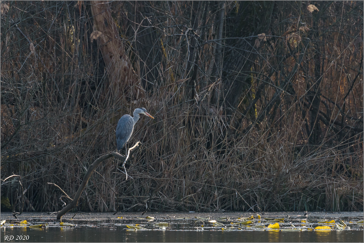 D75_1165.jpg