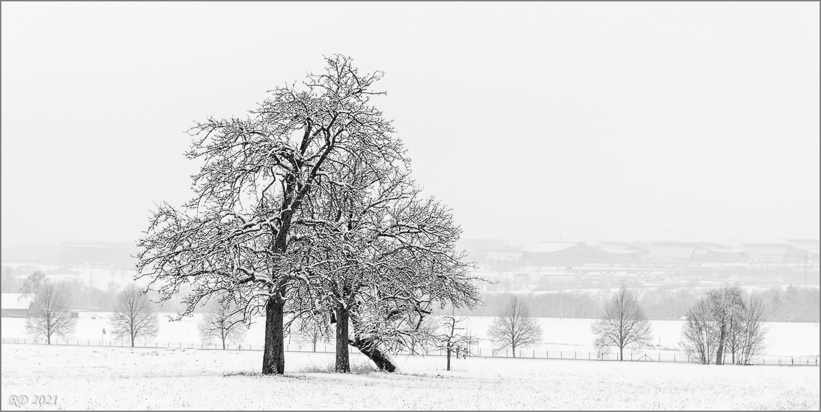 D75_2895.jpg