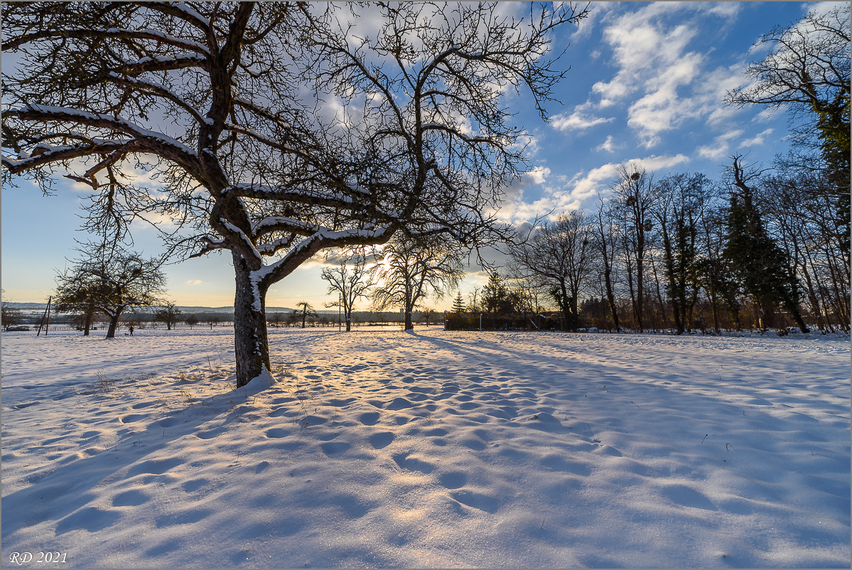 D75_2936-2.jpg
