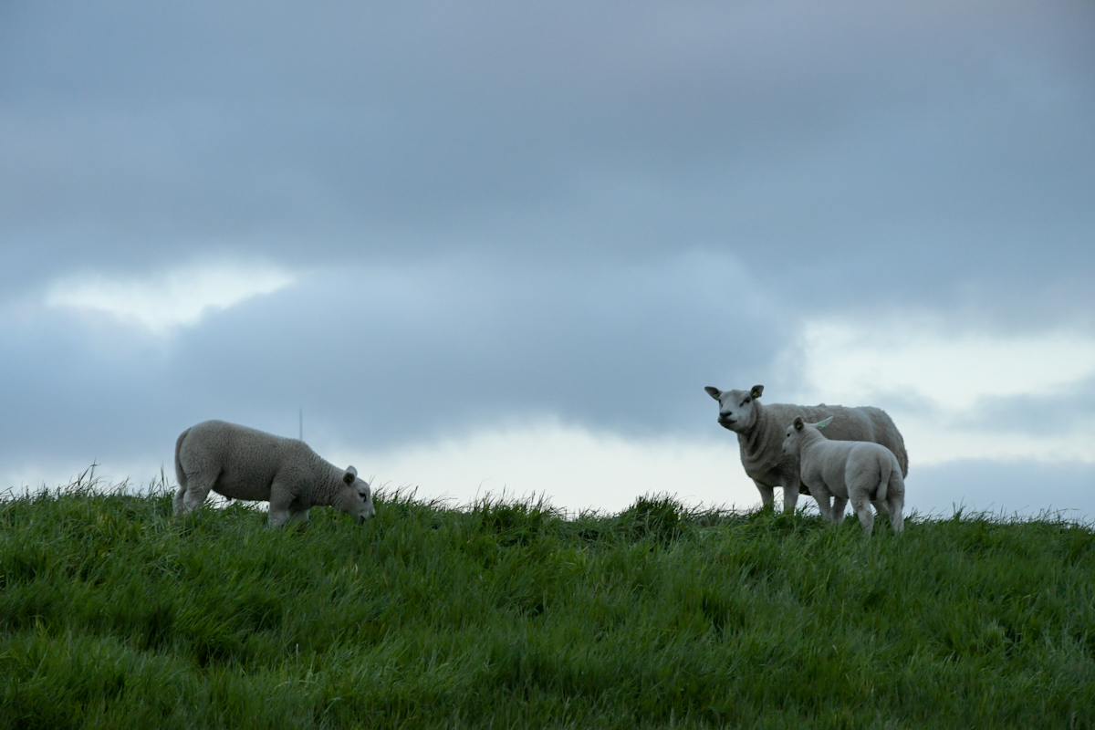 D75_2955.jpg