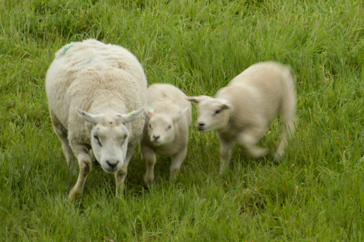 D75_3088.jpg