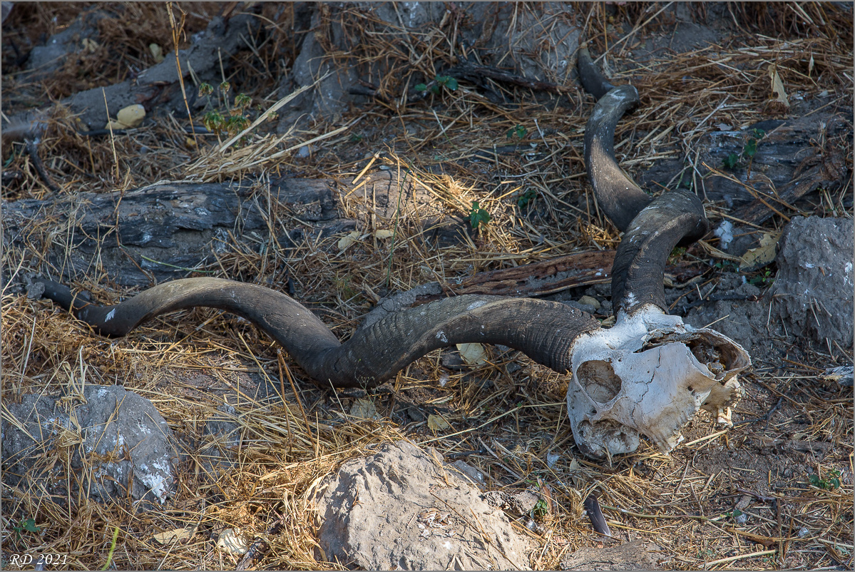D75_3145.jpg