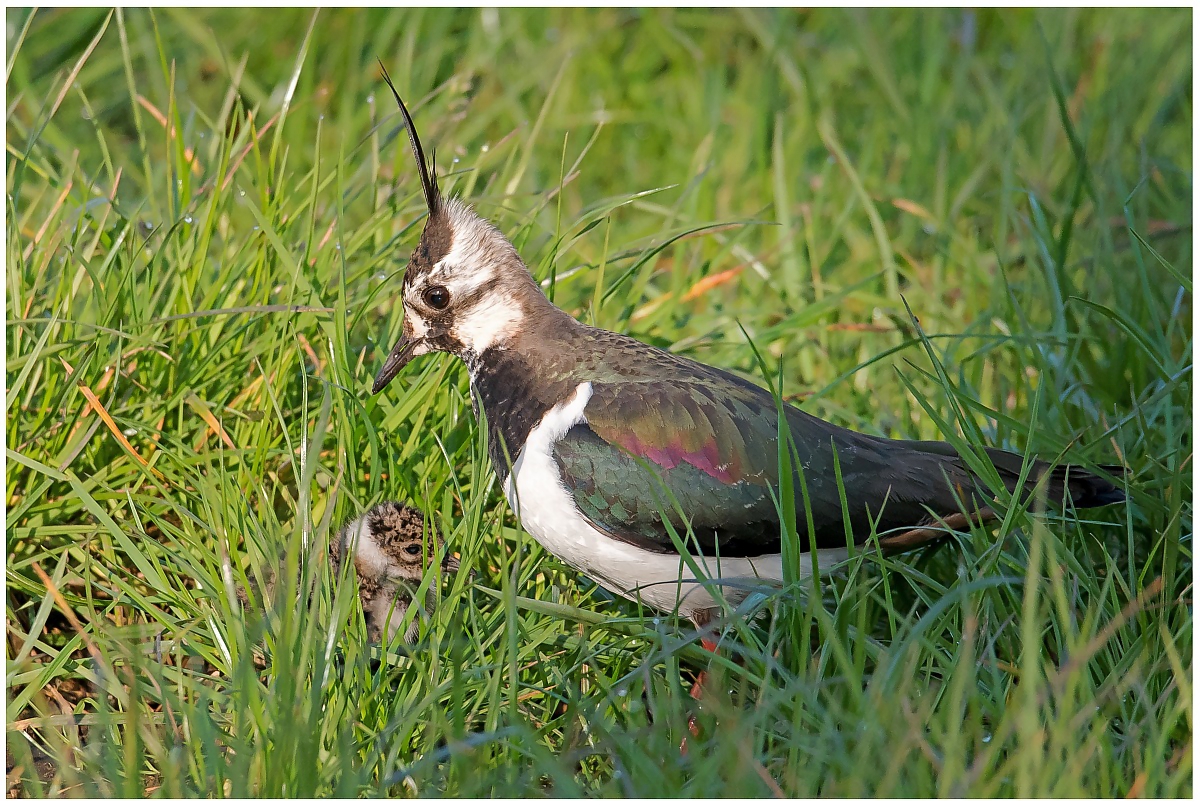 D75_5167_Küken von Kiebitzmutter wohl behütet_5_2016.jpg