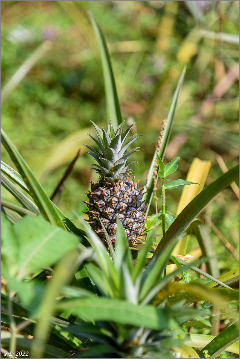 D75_6631.jpg