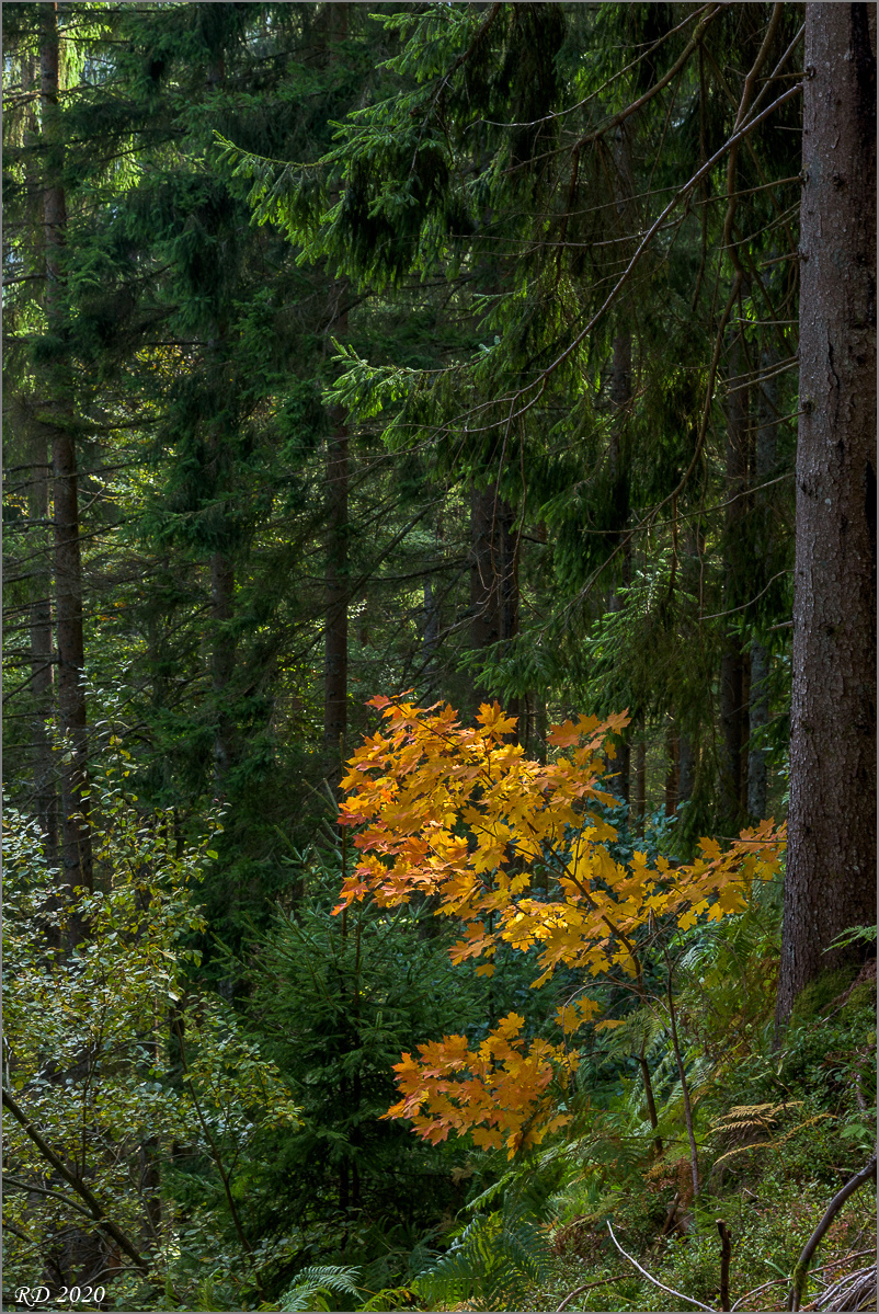 D75_6873.jpg