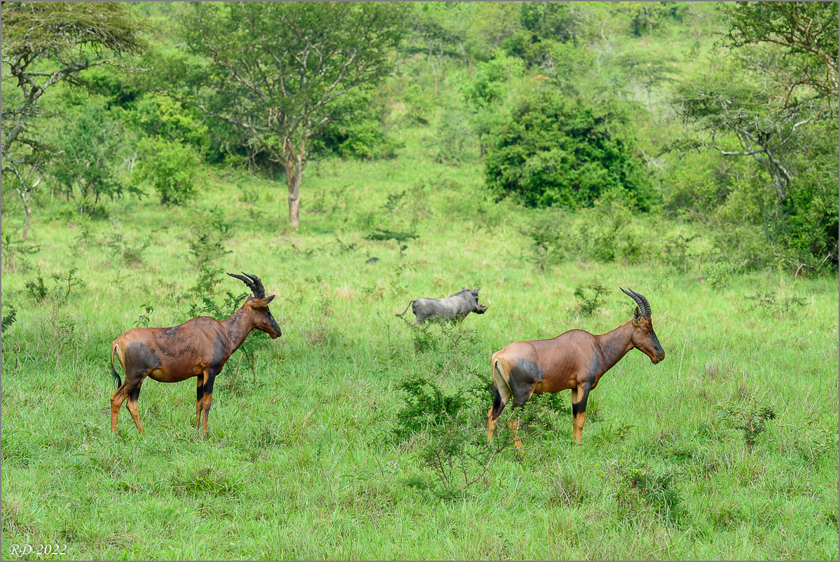 D75_6888.jpg
