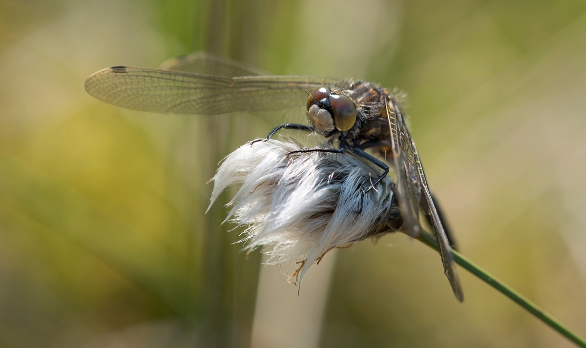 D75_7378_LibelleIV_IA_Tister Moor_5_2017.jpg