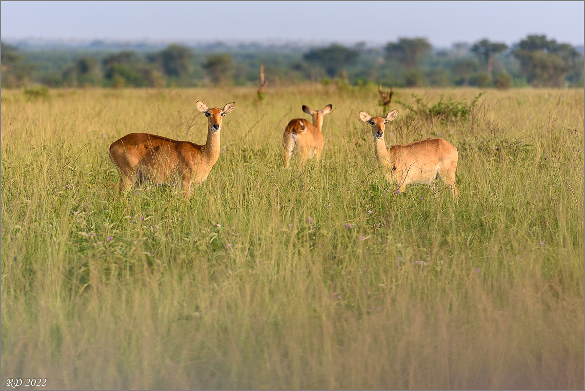 D75_7986.jpg