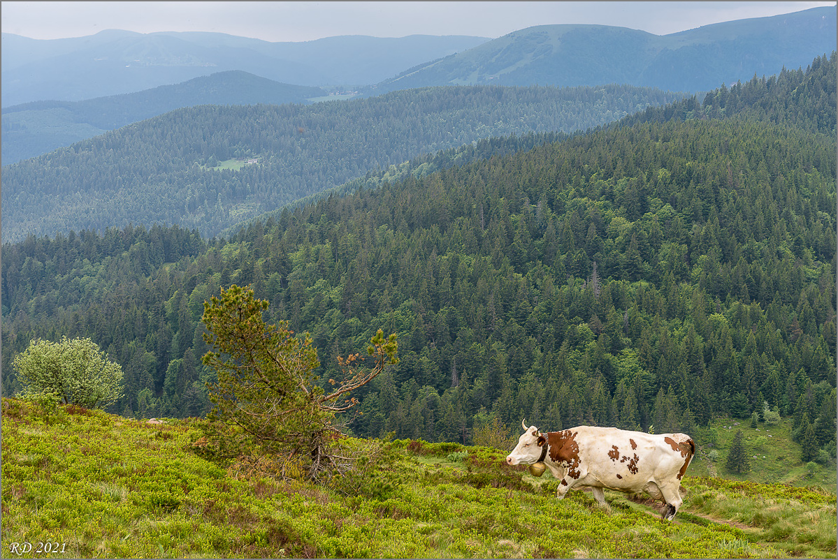 D75_8835-Bearbeitet.jpg