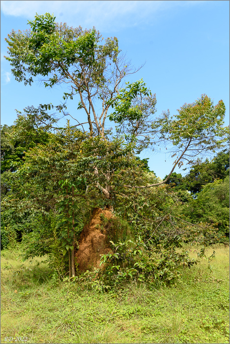 D75_9007.jpg