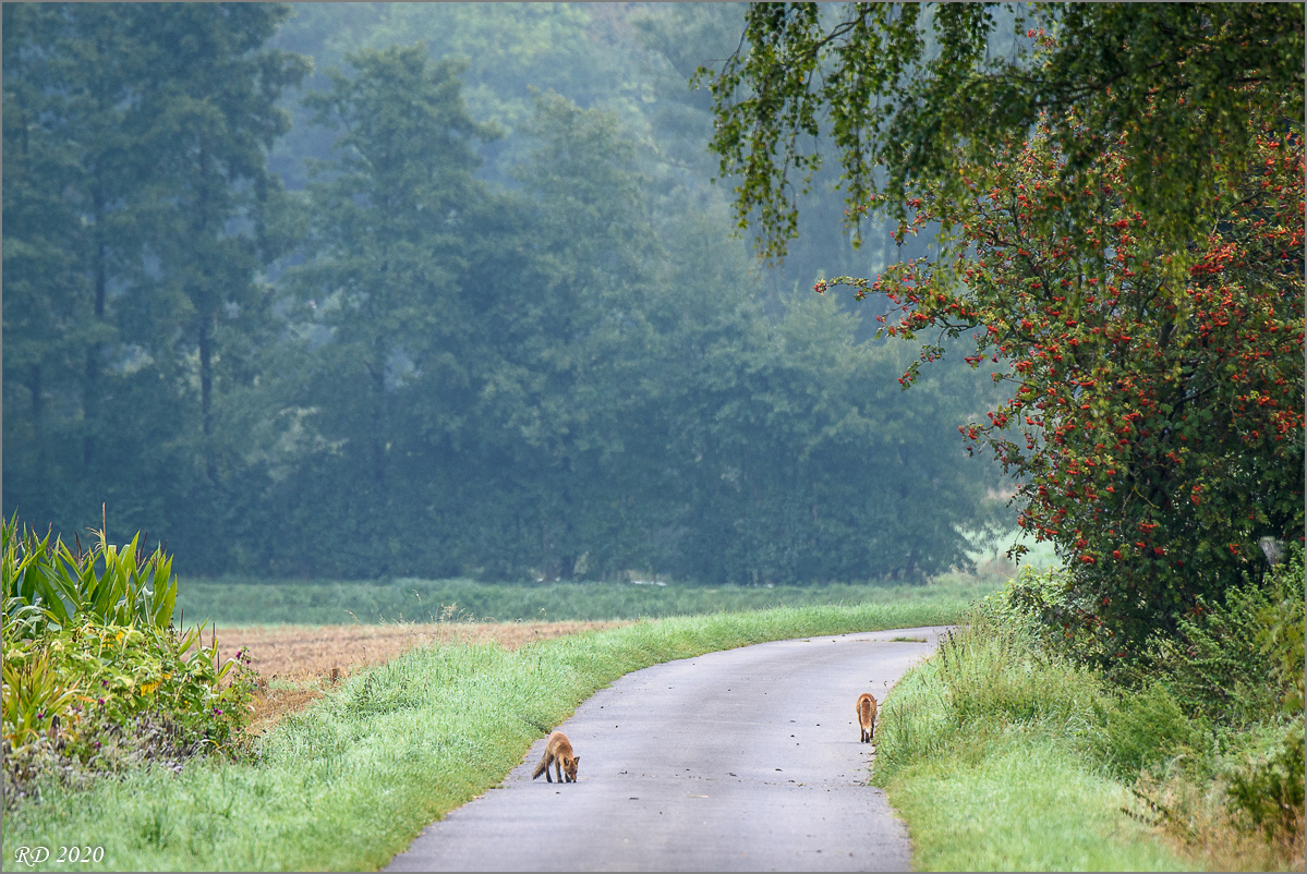 D75_9416.jpg