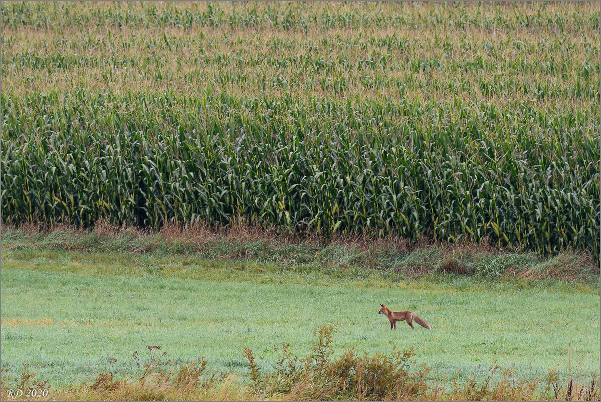 D75_9419.jpg
