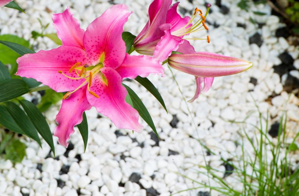 D810 Flower 70-200 VR II
