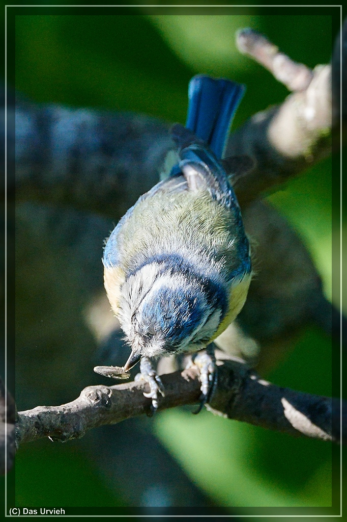 D810, ISO 4500, 1/1250 s, f/9, 600 mm.