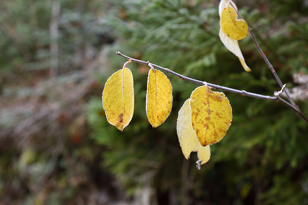 D810_1000x668_DSC7193.jpg