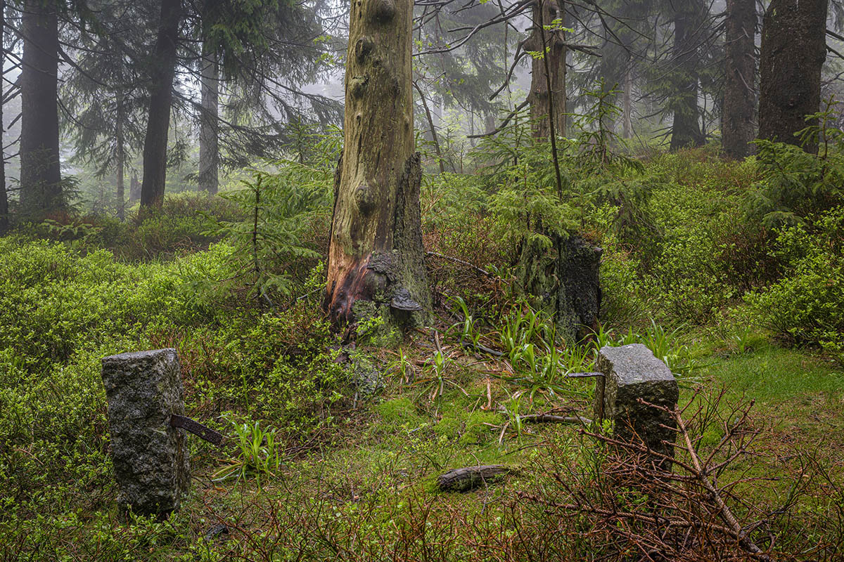 D81_2767.jpg