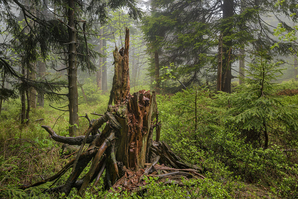 D81_2780_83.jpg