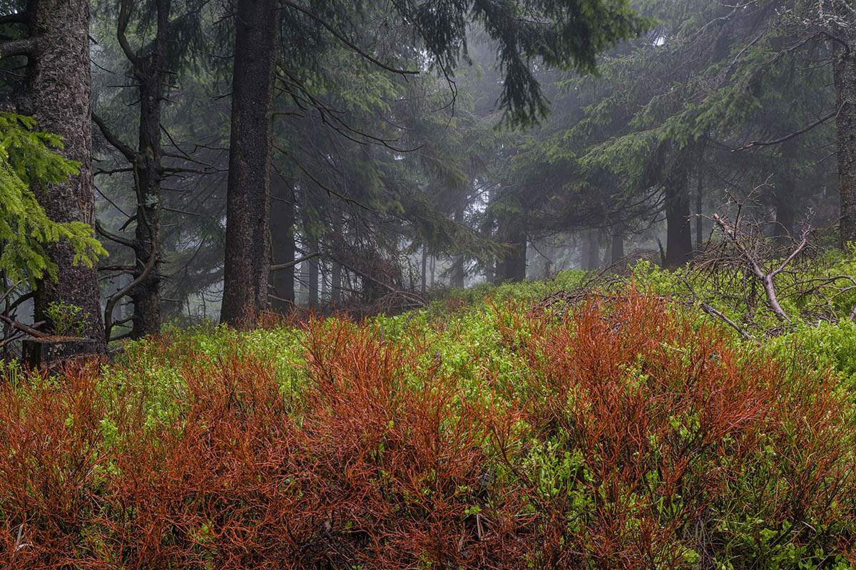 D81_2787_1.jpg