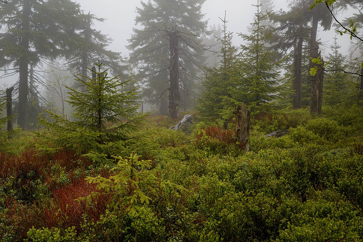 D81_2793.jpg