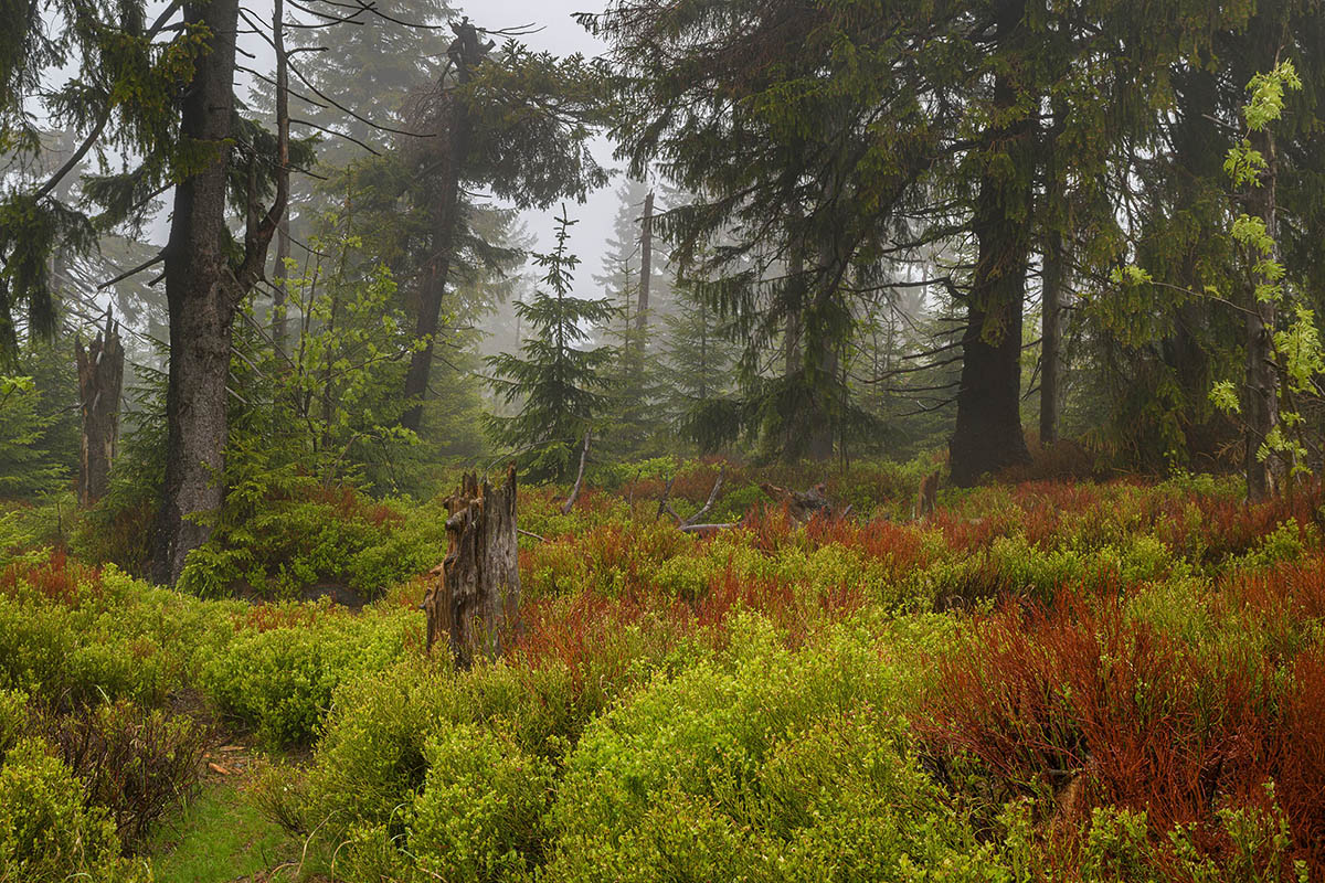 D81_2796.jpg