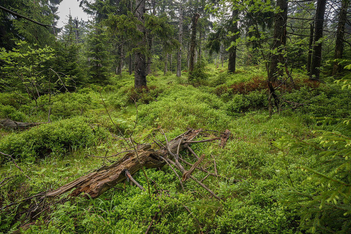 D81_3057_1.jpg