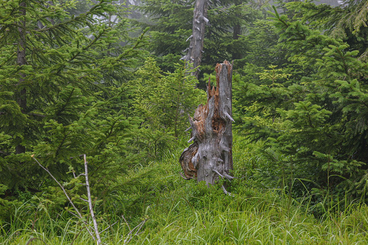D81_3792.jpg