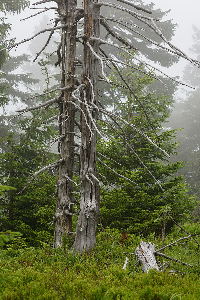D81_3793.jpg