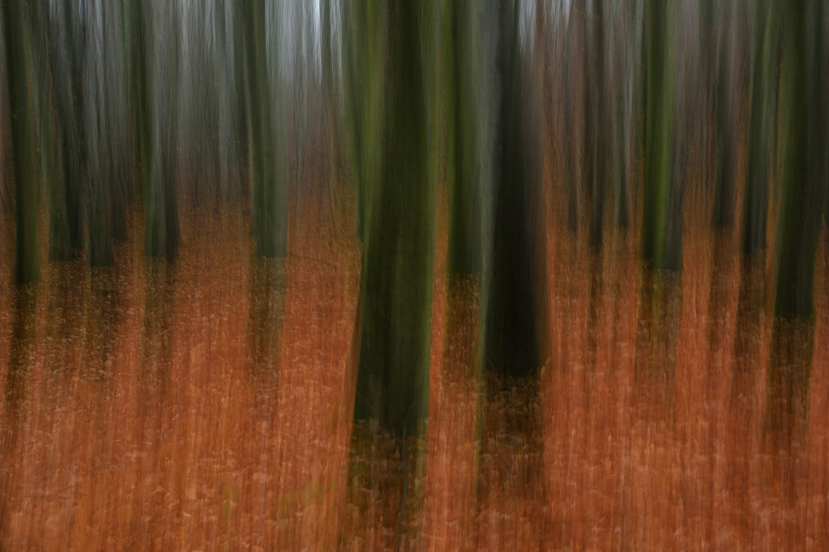 D81_5344.jpg