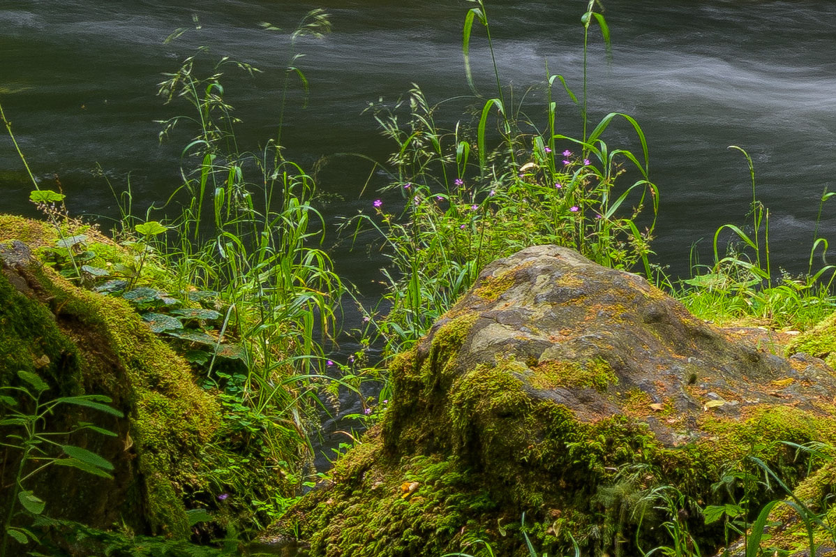 D85_4026y.jpg