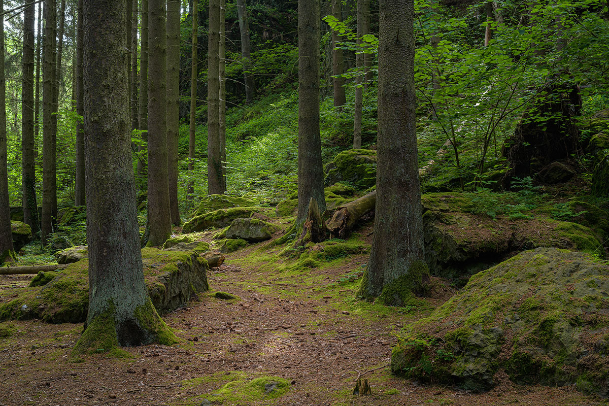 D85_4042.jpg