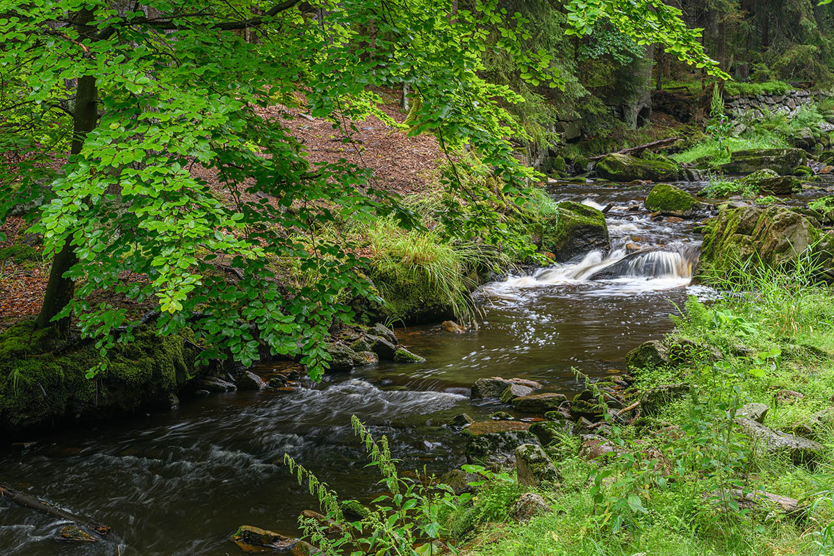 D85_4117.jpg