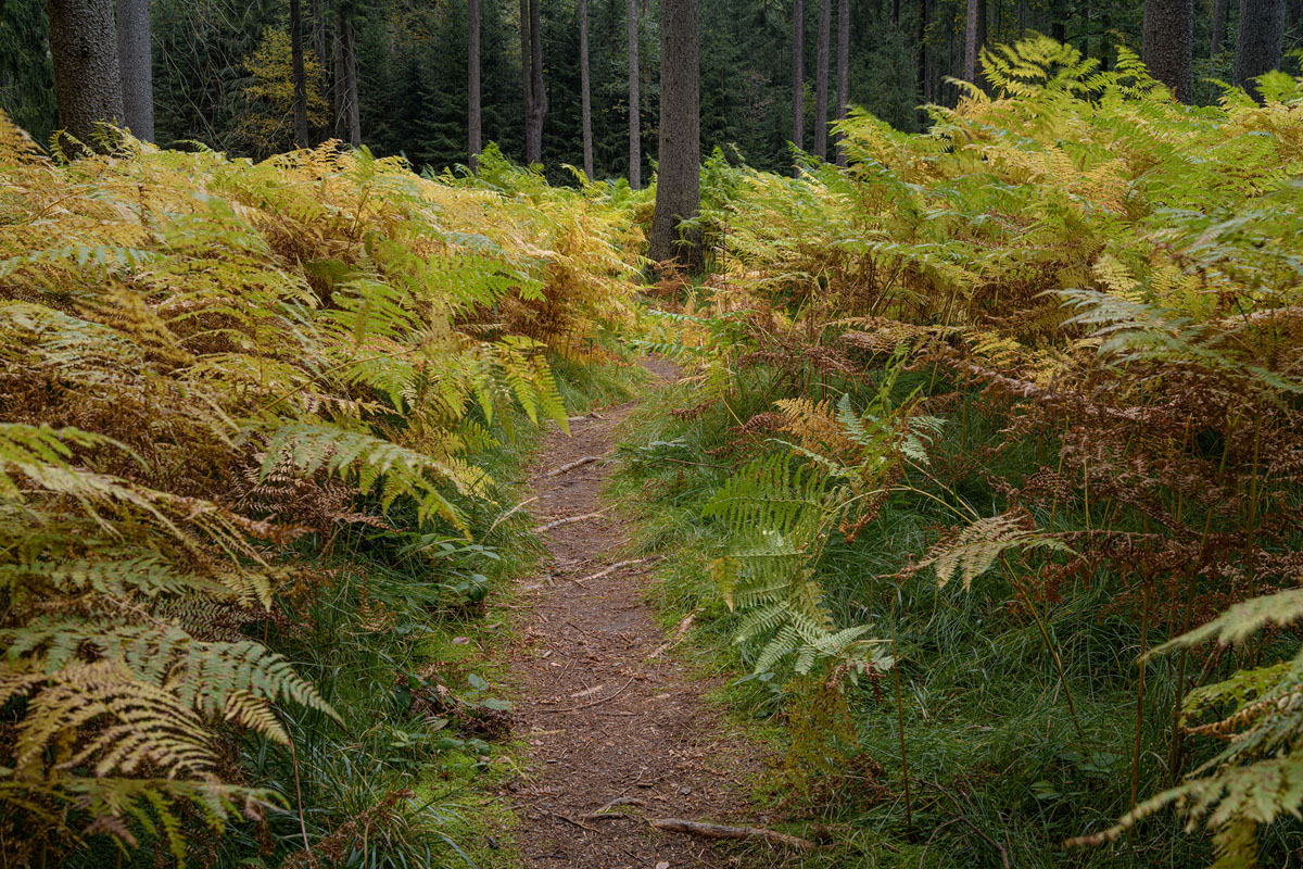 D85_4245.jpg