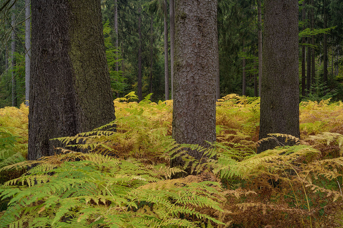 D85_4250.jpg