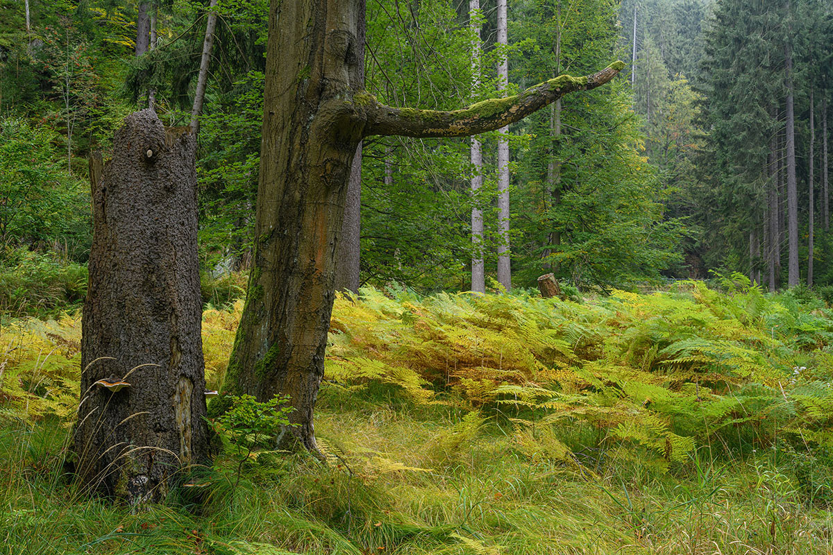 D85_4260.jpg
