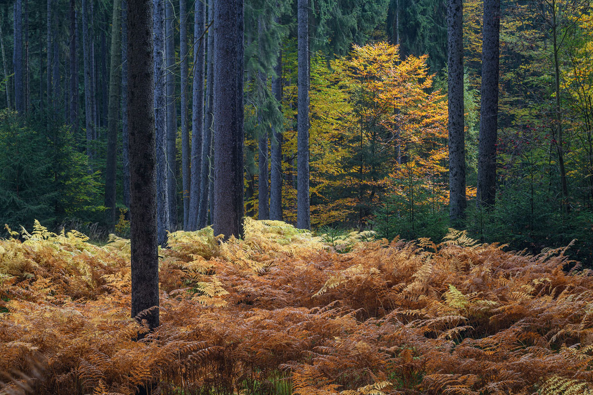 D85_4388x.jpg